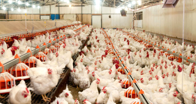 Beyaz Ette Büyük Kriz! 20 Günlük Tavuk Kaldı, Fiyatlar İki Katına Çıkacak