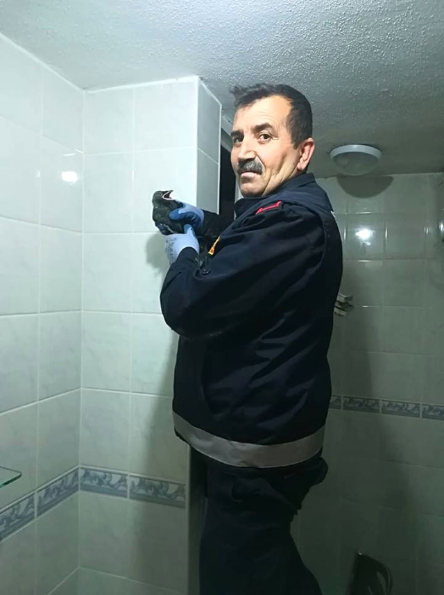 Sıkıştığı Yerden Kurtarılarak Doğaya Salındı