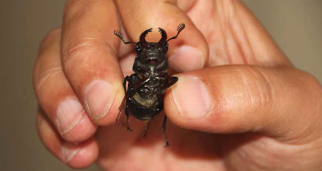 Dünya’da Sadece Hatay’da Yaşayan Geyik Böceğine Japonlar 700 Bin Lira Veriyor