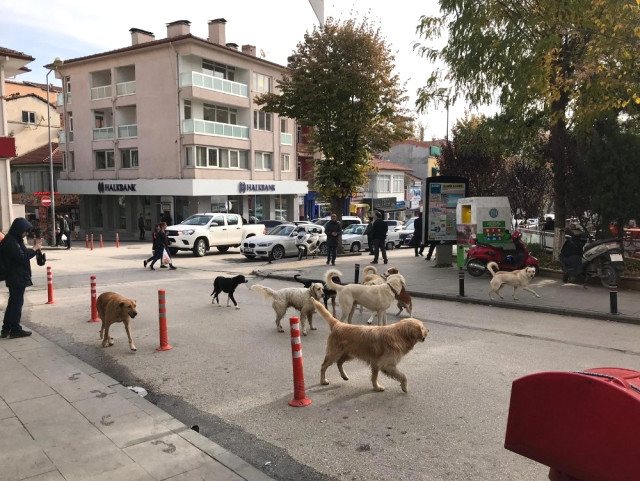 Çarşı Göbeğinde Sürü Halinde Gezen Başıboş Köpekler