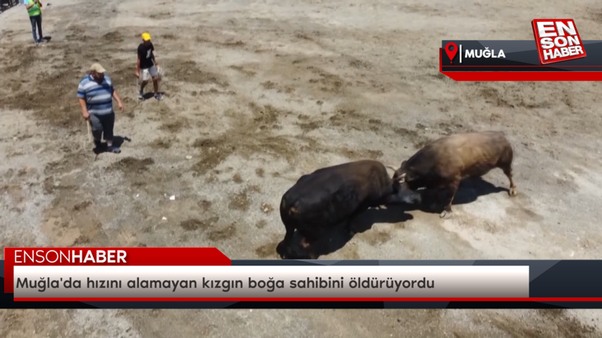Muğla’da hızını alamayan kızgın boğa sahibini öldürüyordu