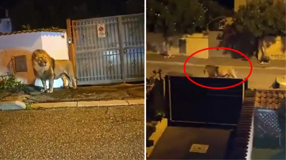 İtalya’da sirkten kaçan aslan sokaklarda gezdi