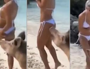Yaban domuzları plajda bayana saldırdı
